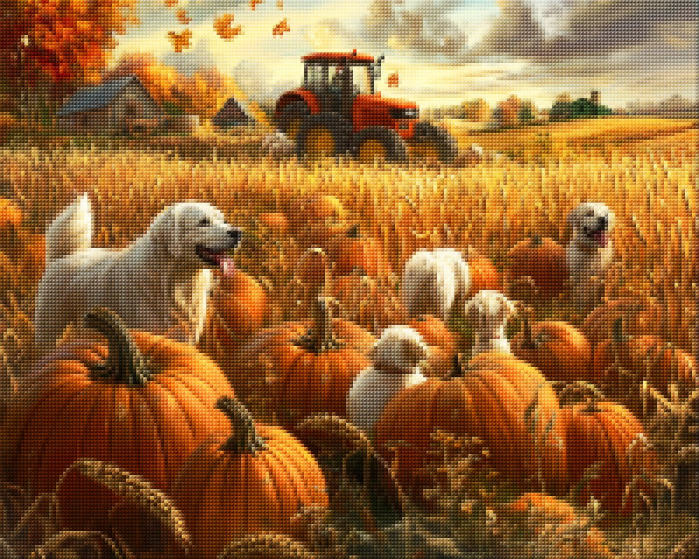 Dogs in Pumpkin Field