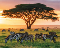 Zebras on African Grassland
