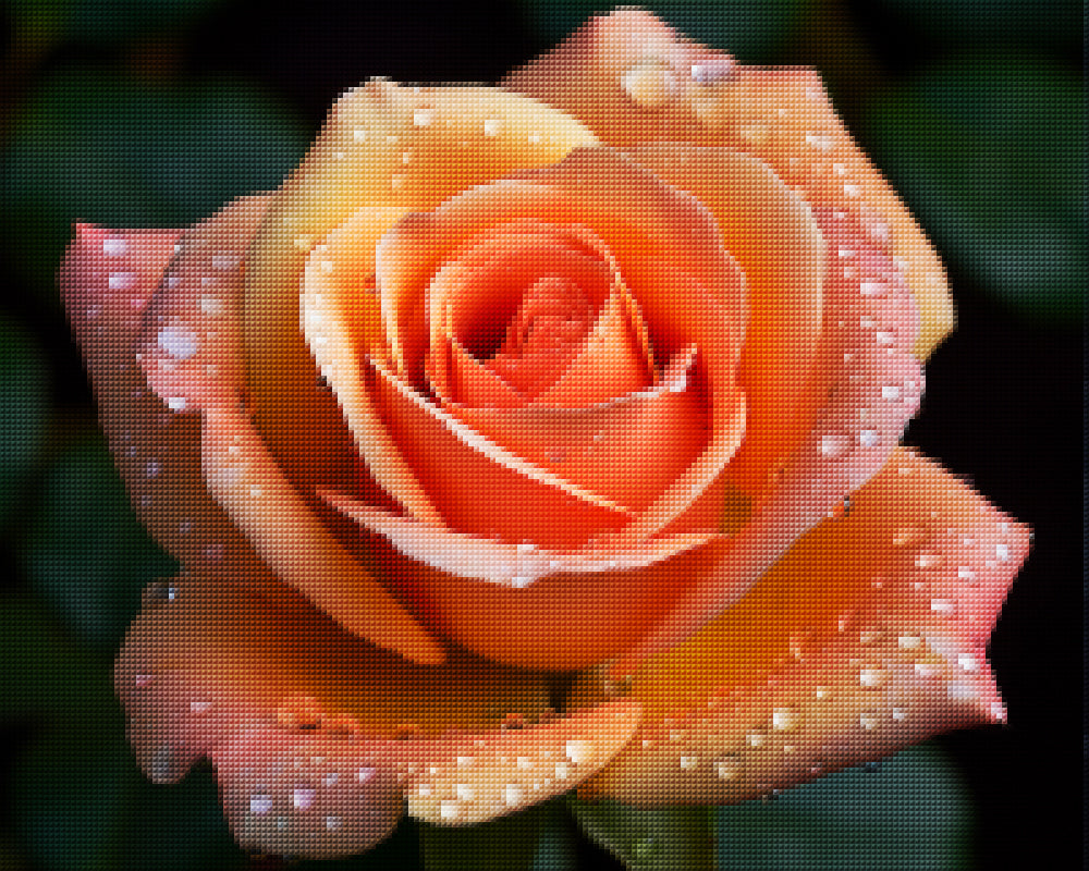 Dewy Rose